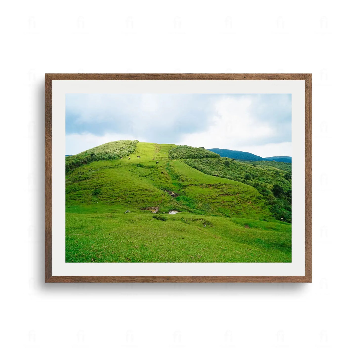 Plakat z fotografią przedstawiającą rozległe, falujące zielone wzgórza w Parku Narodowym Yangmingshan na Tajwanie.